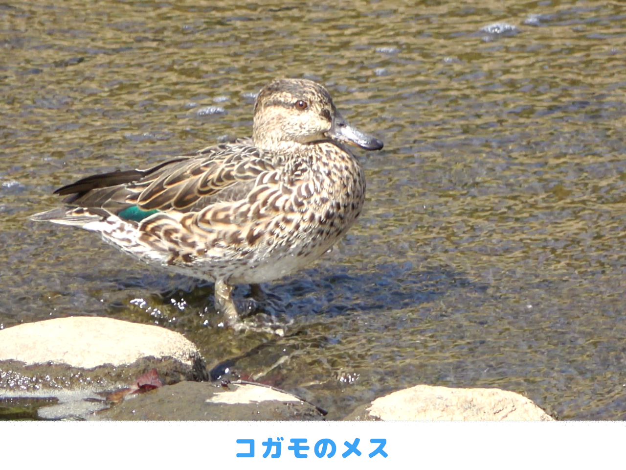 コガモのメスの画像