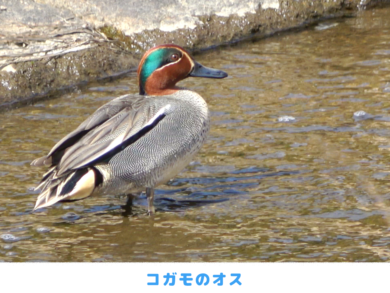 コガモのオスの画像