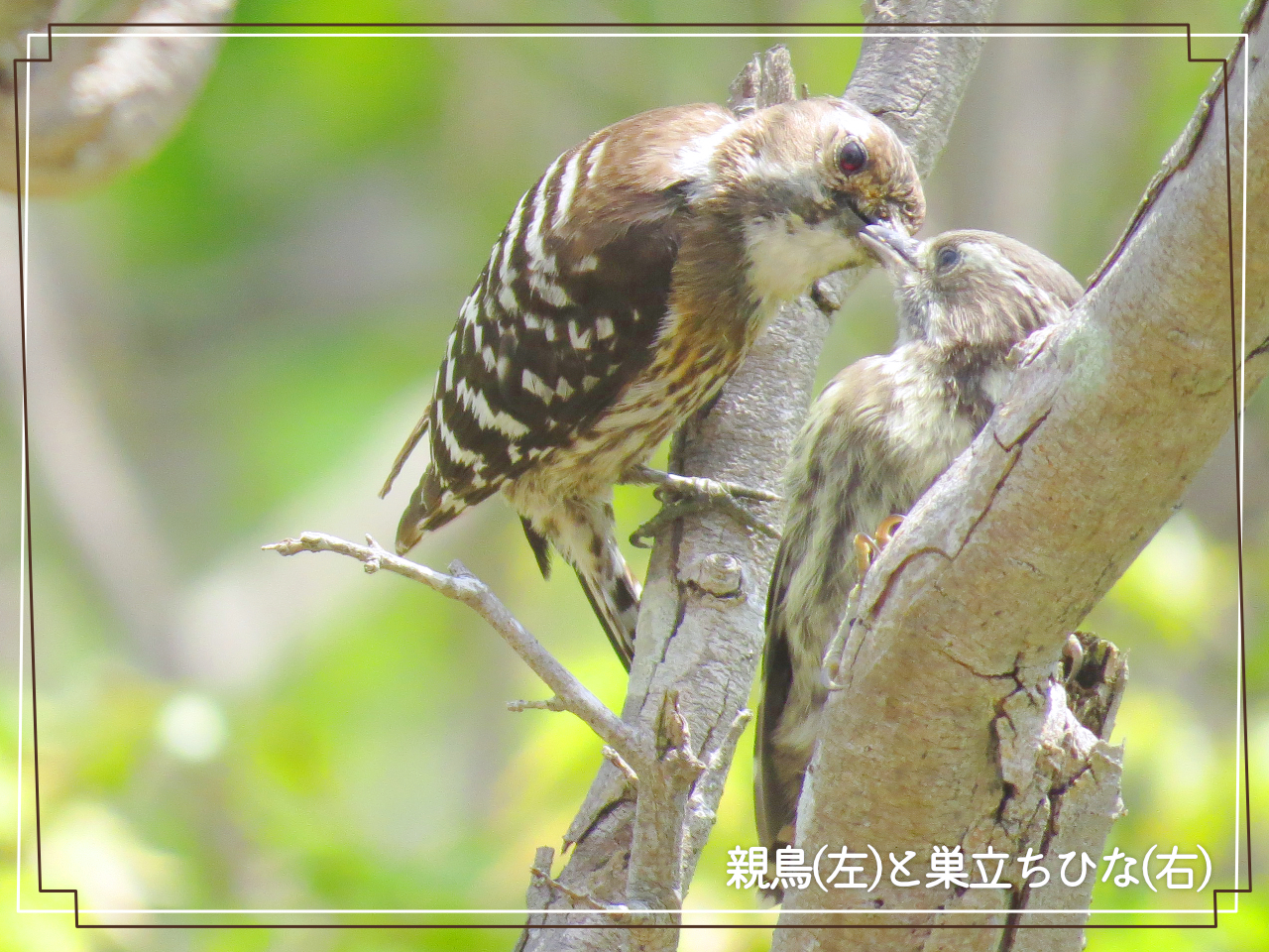 コゲラの親鳥と巣立ちひなの写真