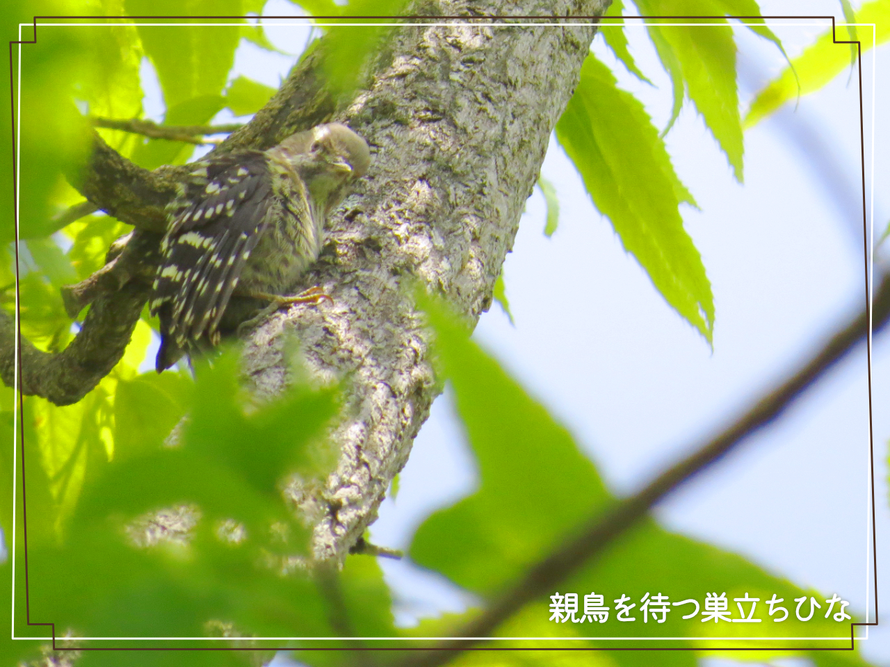 上手に木にしがみつくコゲラの巣立ちひなの写真