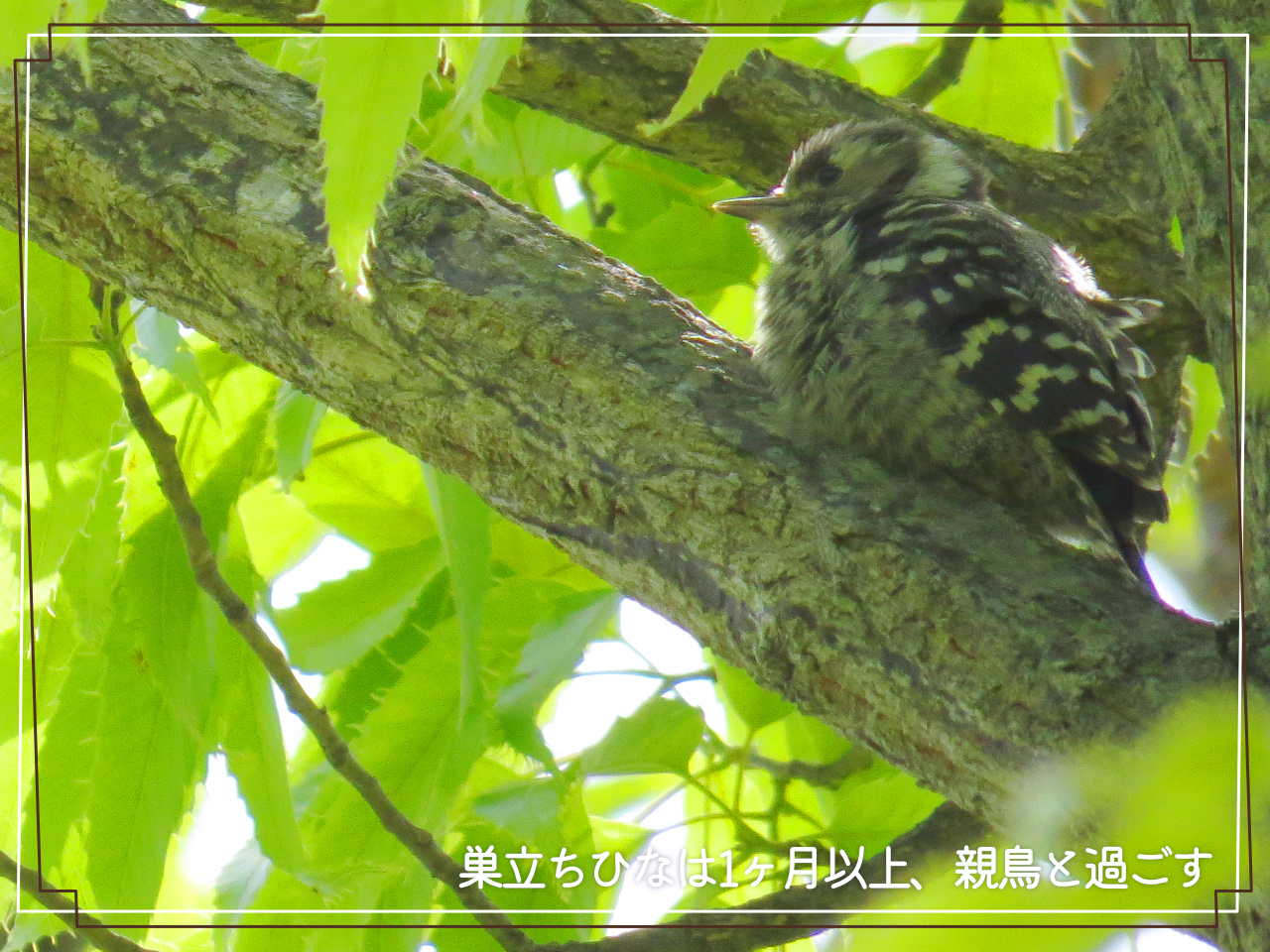 木の上の影で親鳥を待つコゲラの巣立ちひなの写真