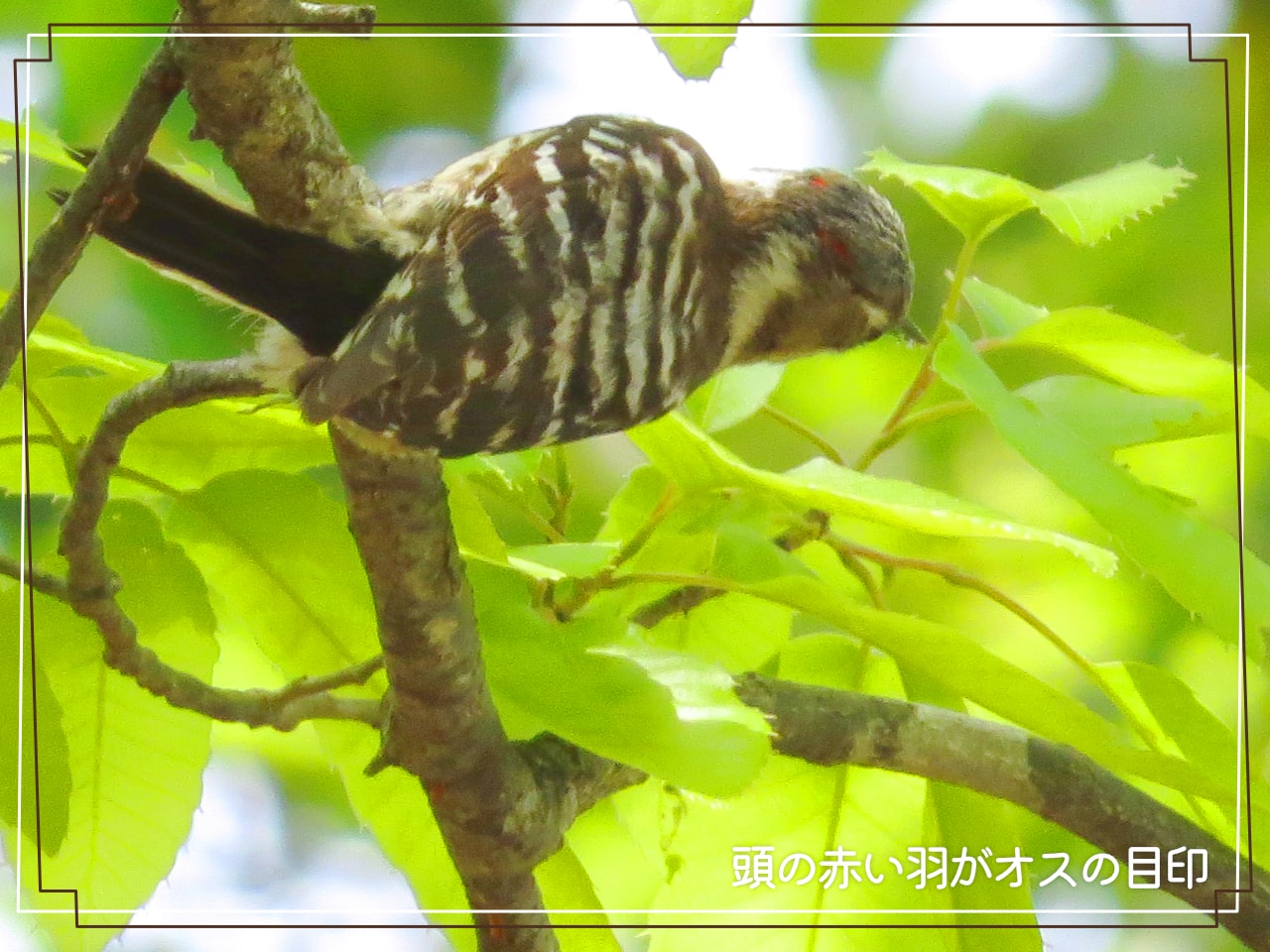 頭に小さな赤い羽があるオスのコゲラの写真