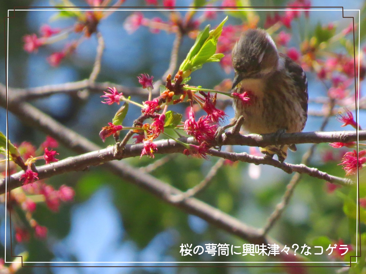 桜の木にとまるコゲラの写真