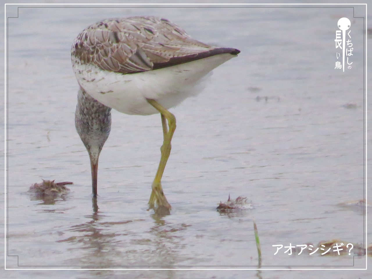 くちばしの長い鳥「アオアシシギ」と思われる鳥がくちばしで水中を探っている写真