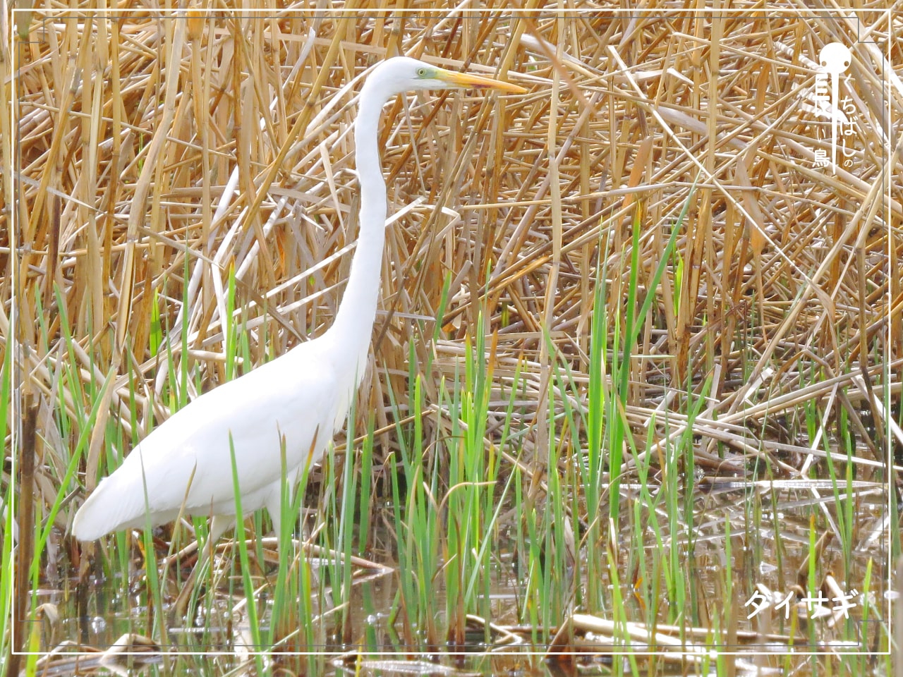 くちばしの長い鳥「ダイサギ」が池の様子をうかがっている写真