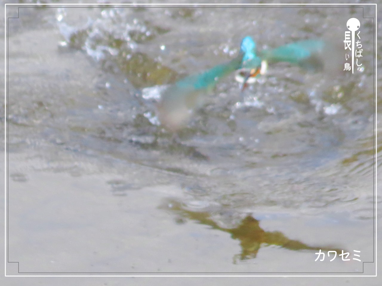 くちばしの長い鳥「カワセミ」が水中から魚をくわえて飛び立っている写真