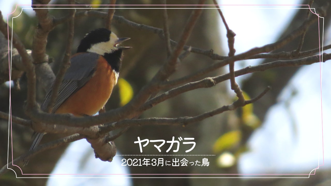 2021年3月に会えた鳥「ヤマガラ」の写真