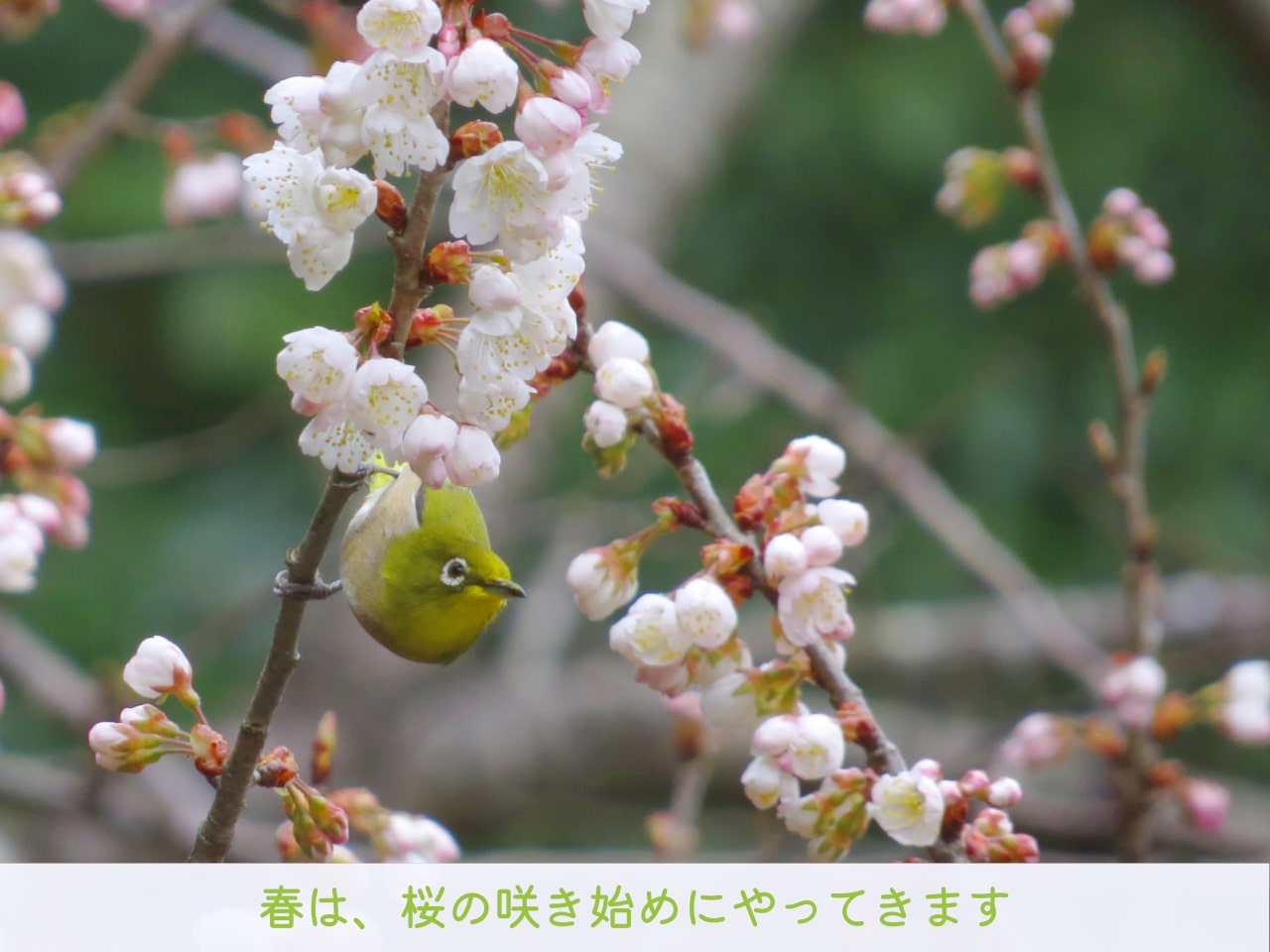桜の木にやってきたメジロの写真