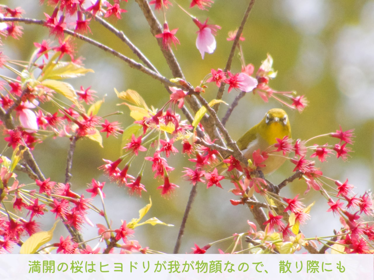花が散った桜の花にやってきたメジロの写真