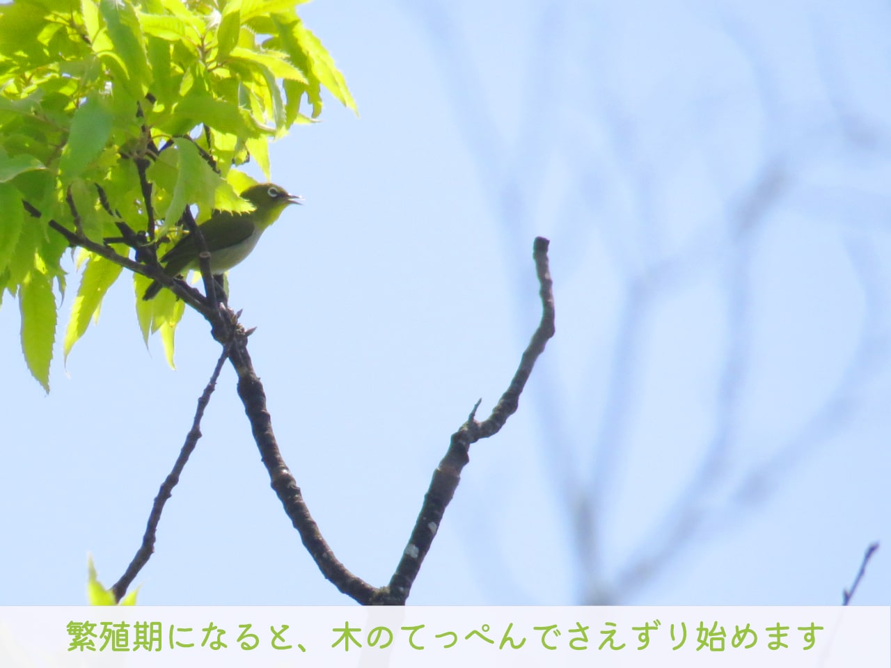 木のてっぺんでさえずるメジロの写真