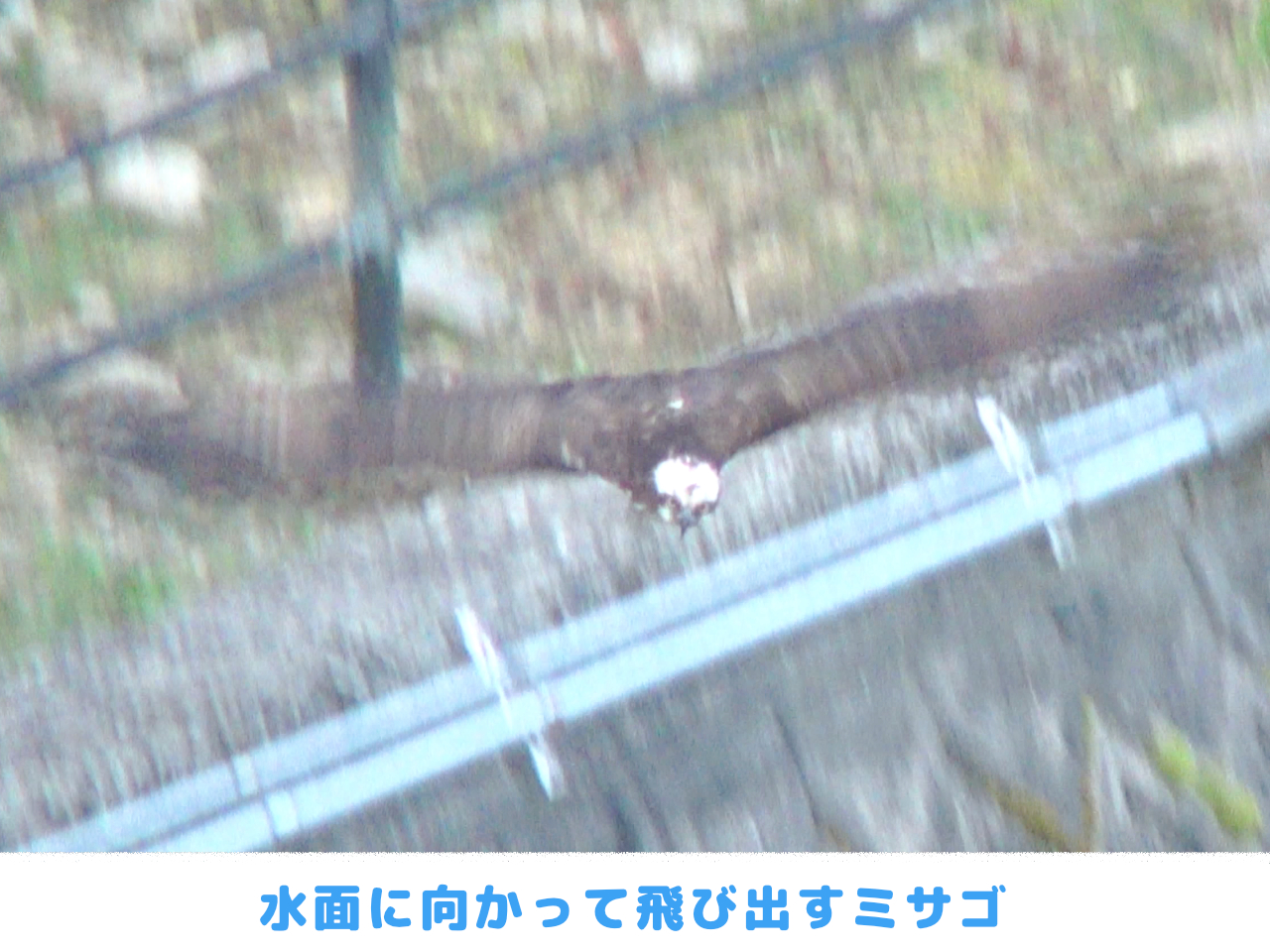 水面に向かって飛び出すミサゴの画像