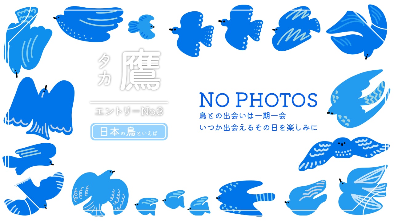 日本の鳥といえば空の王者タカにあった事がないので写真はなしです