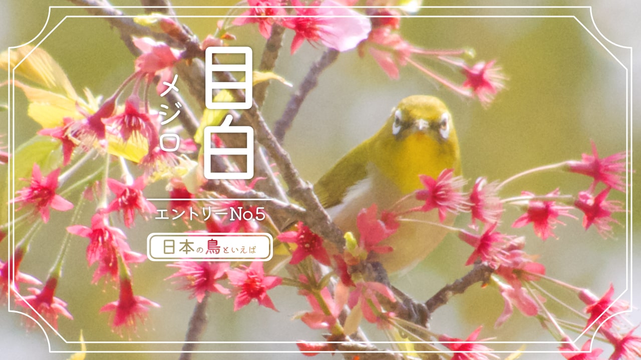 日本の鳥といえば鳥好きから愛されるメジロの写真