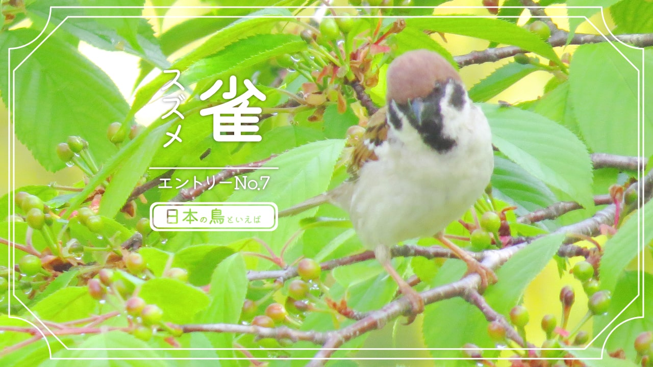 日本の鳥といえば身近な存在スズメの写真