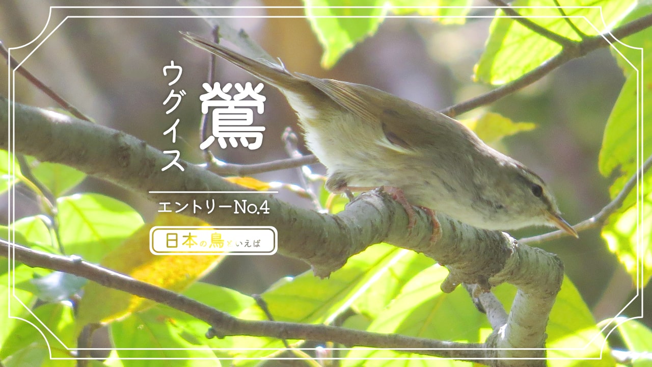 日本の鳥といえば鳴き声が綺麗なウグイスの写真