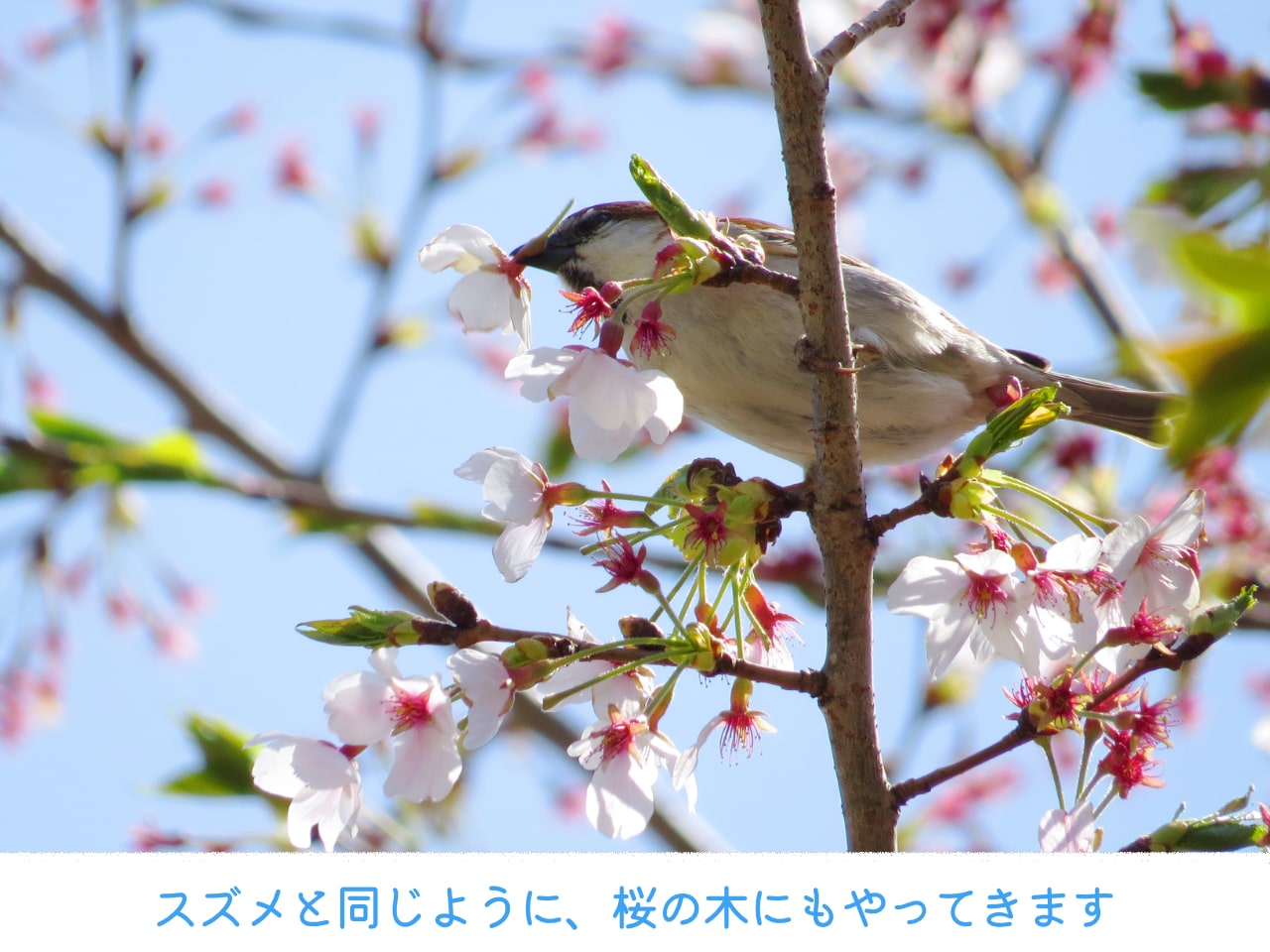 桜の木にやってきたニュウナイスズメ