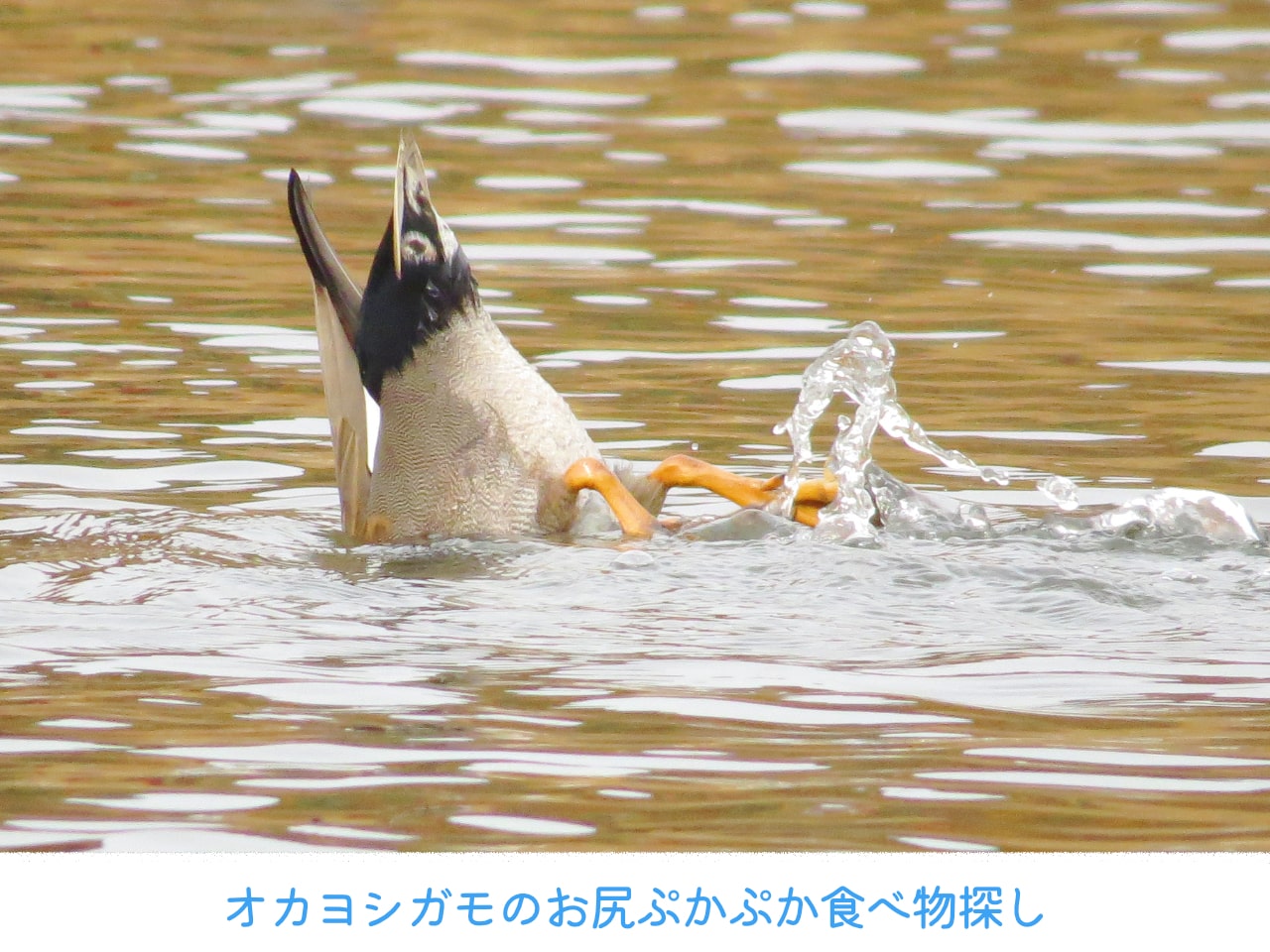 お尻を浮かせながら、水中の食べ物を探すオカヨシガモの画像