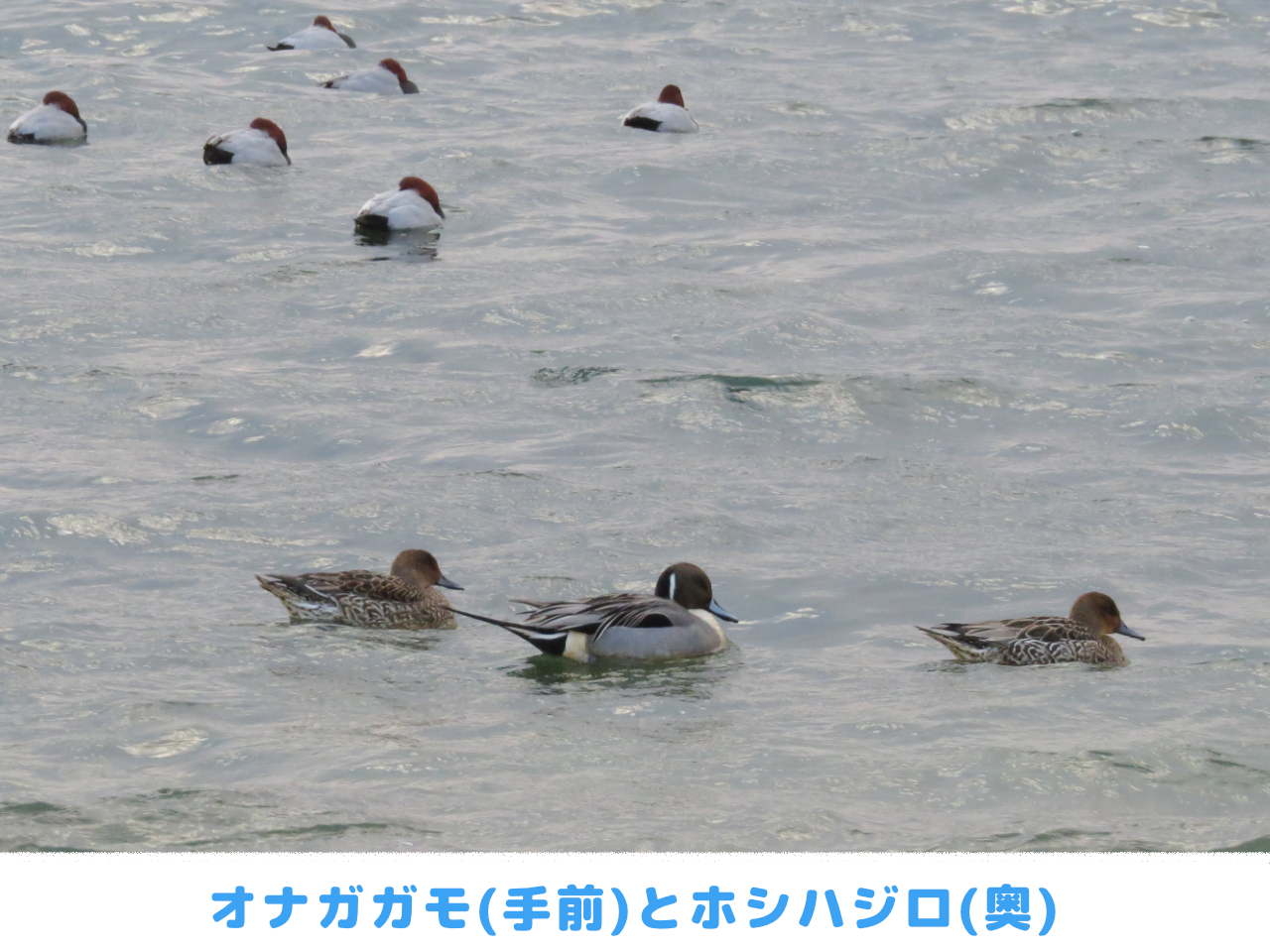 オナガガモとホシハジロの群れの画像