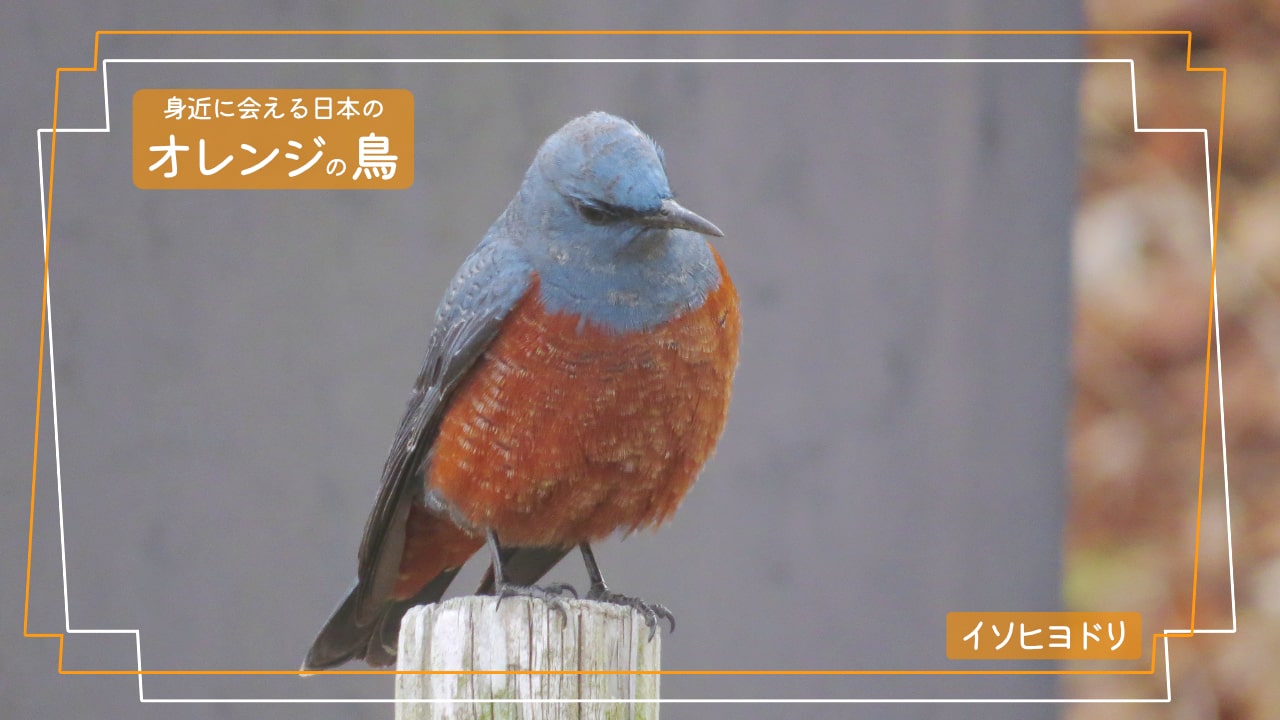お腹が濃いオレンジ色で、顔から背中までが水色の鳥「イソヒヨドリ」のオスの写真