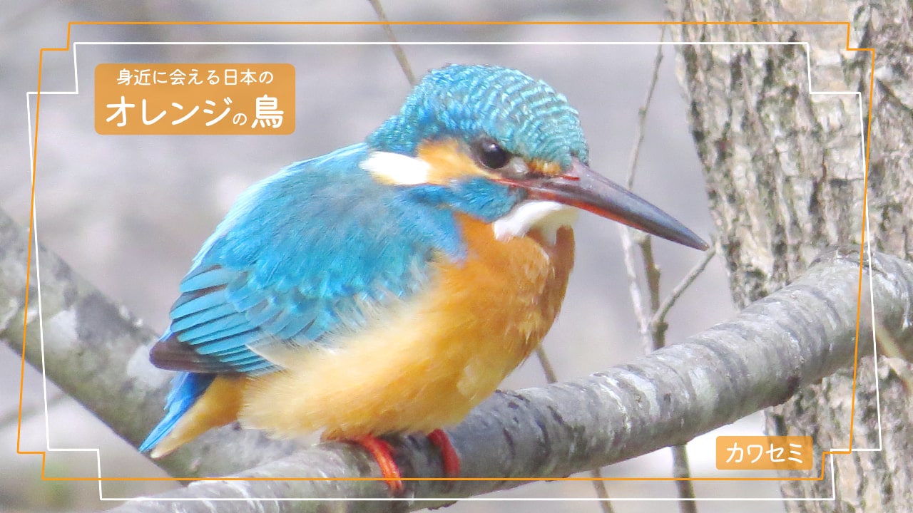 お腹がオレンジ色で背中が青色のくちばしが長い鳥「カワセミ」の写真