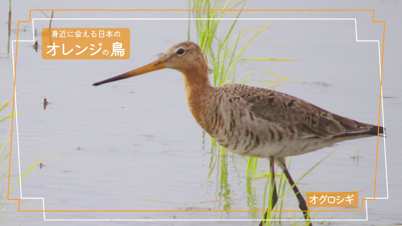 顔からお腹あたりまで薄いオレンジ色で、くちばしと足が長い鳥「オグロシギ」の写真