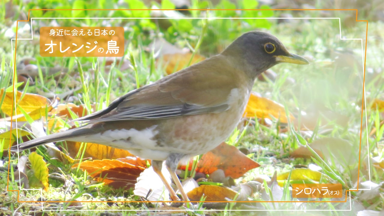 鳥 くちばし オレンジ 灰色の鳥7種類を写真で紹介！散歩中に会った事ないですか？