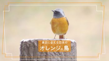 「秋から冬に会える鳥」鳥探しのステップアップシートNo.5