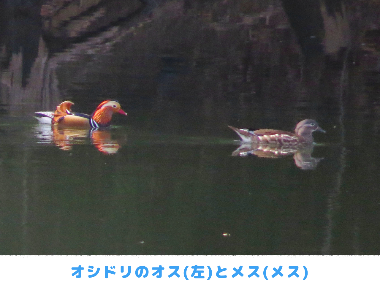 オシドリのオスとメスが一緒に泳いでいる画像
