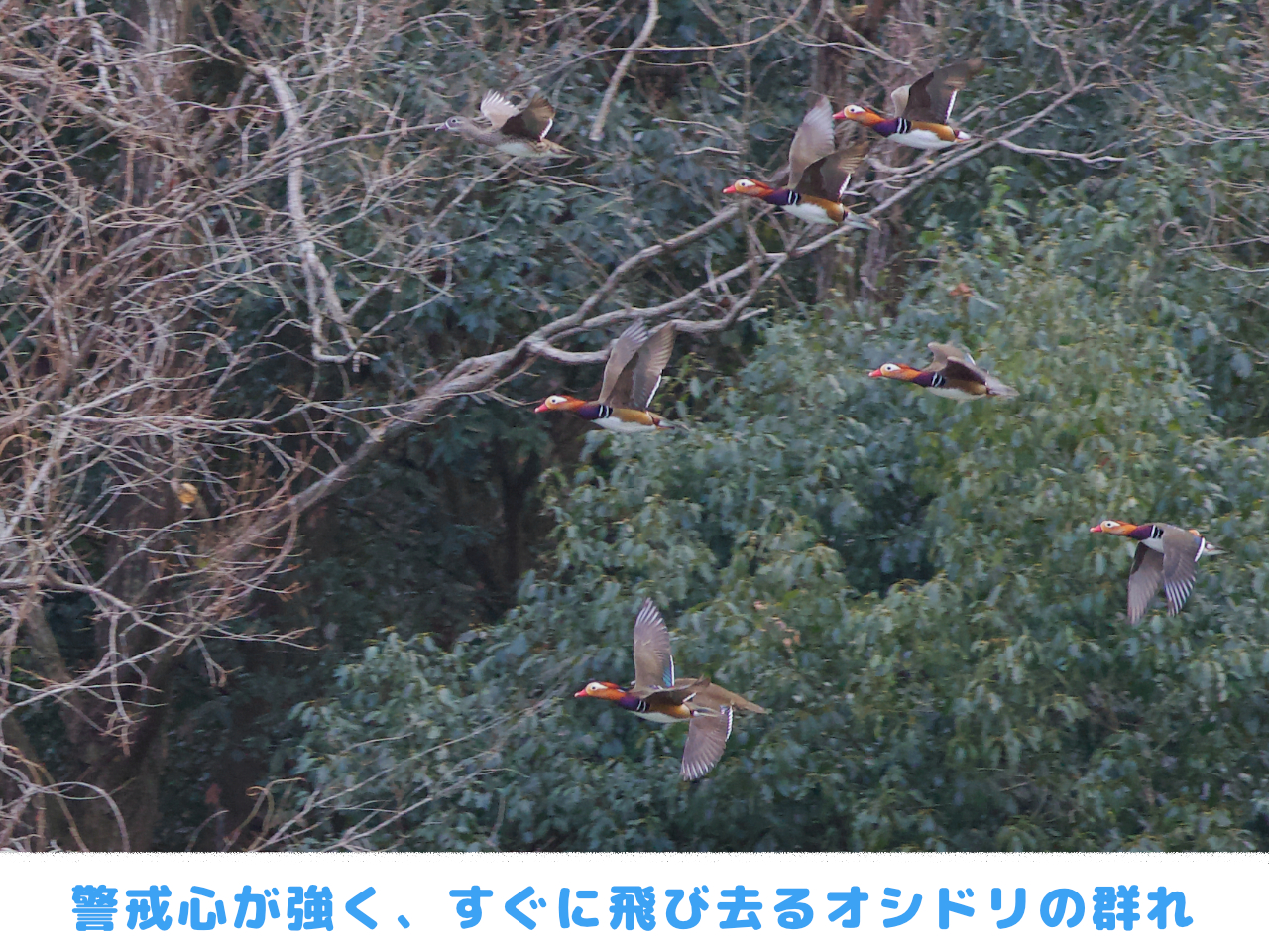 飛翔するオシドリの群れの画像