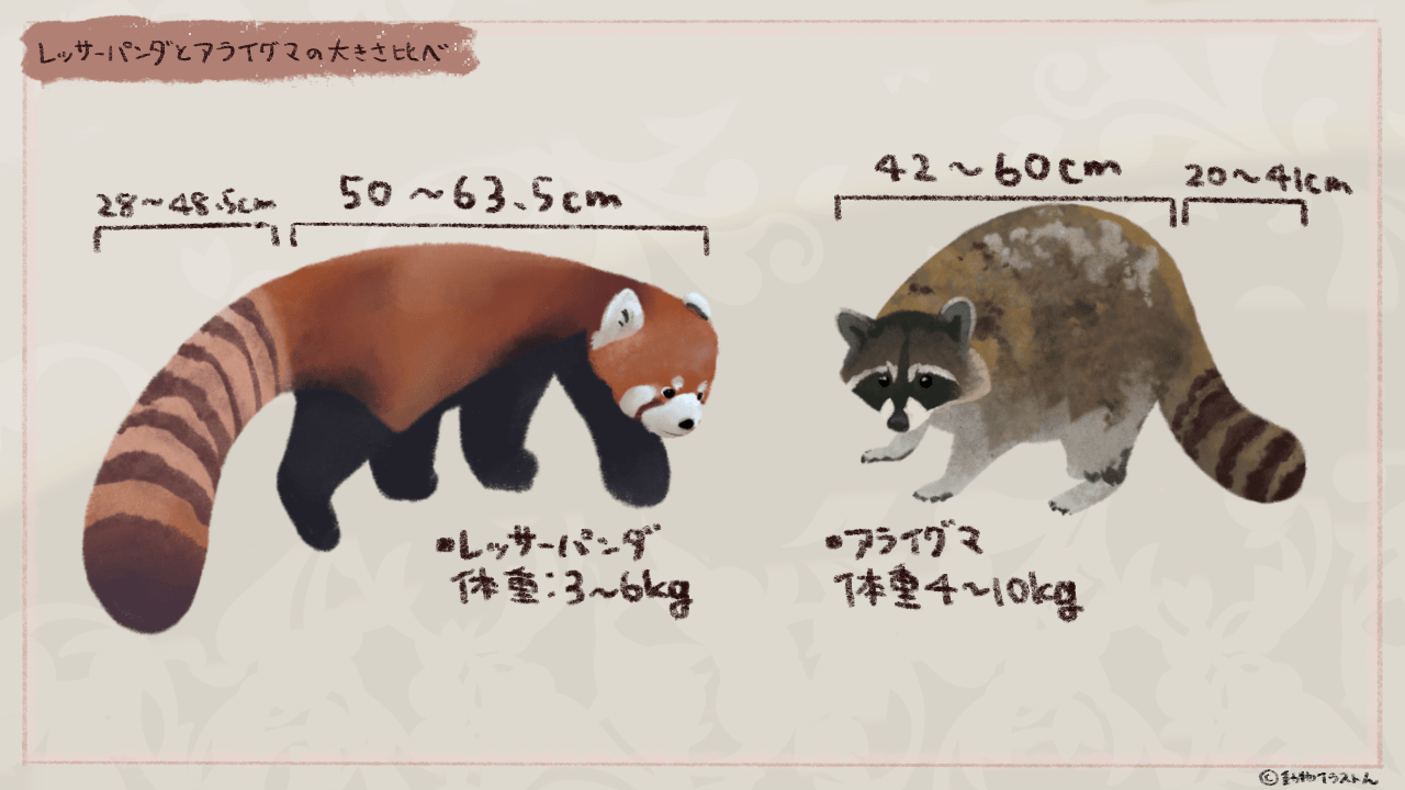 レッサーパンダとアライグマの体格を比べたイラスト