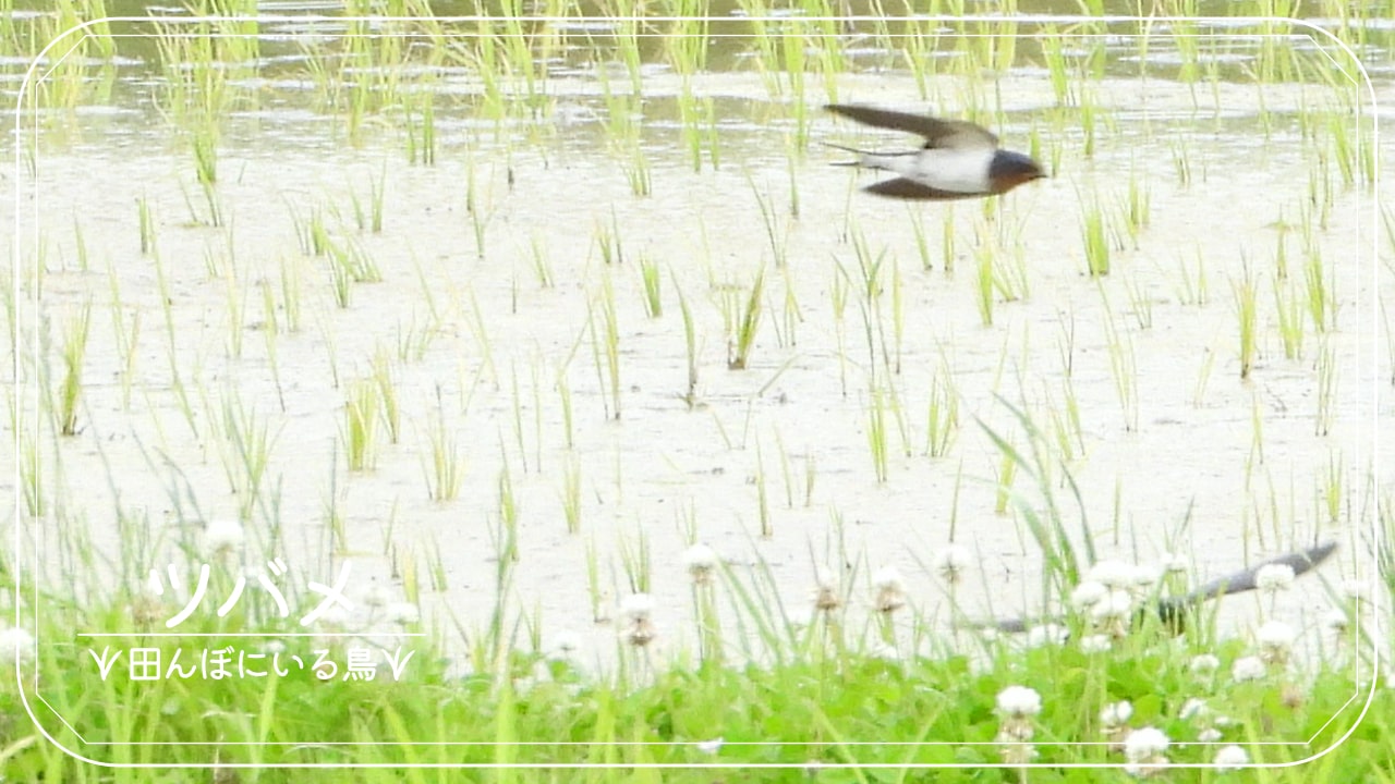田んぼにいる鳥「ツバメ」の写真