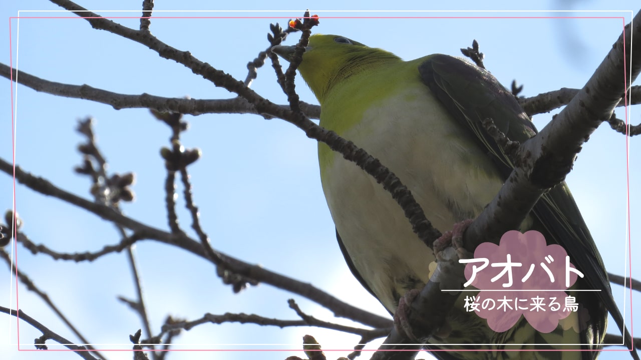 桜の木に来る鳥「アオバト」