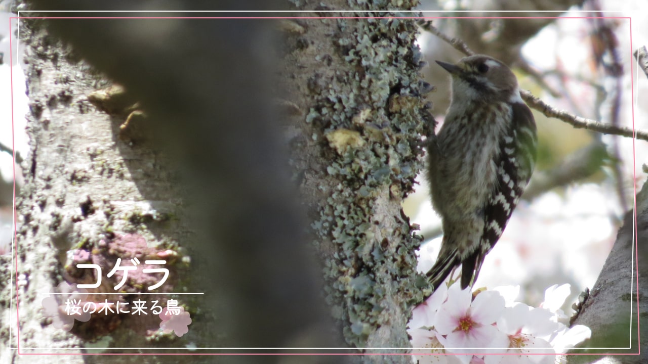 桜の木に来る鳥「コゲラ」