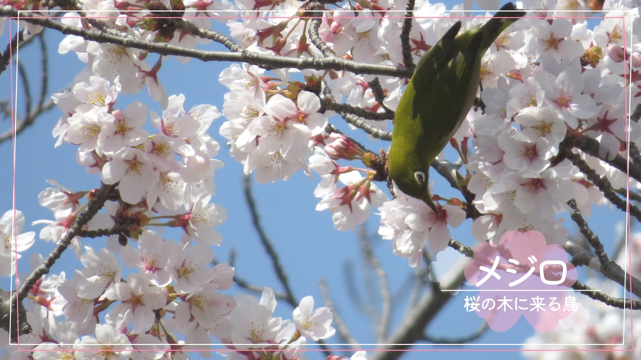 桜の木に来る鳥「メジロ」