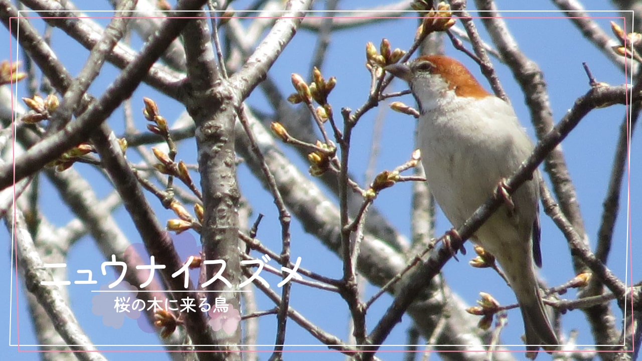 桜の木に来る鳥「ニュウナイスズメ」