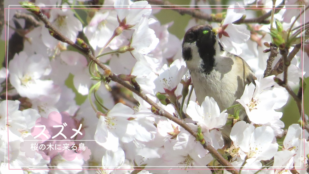桜の木に来る鳥「スズメ」