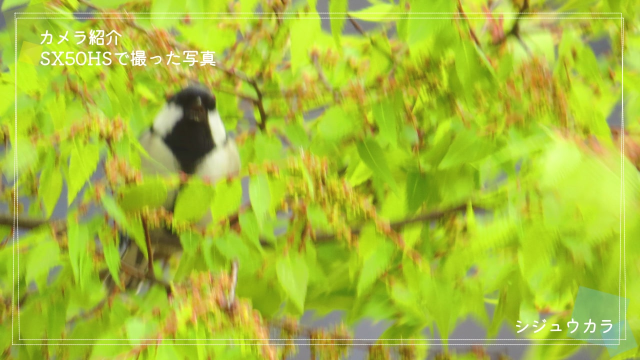SX50HSで撮った葉に隠れているシジュウカラの写真