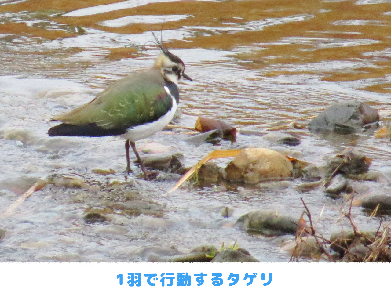 1羽でいるタゲリの画像