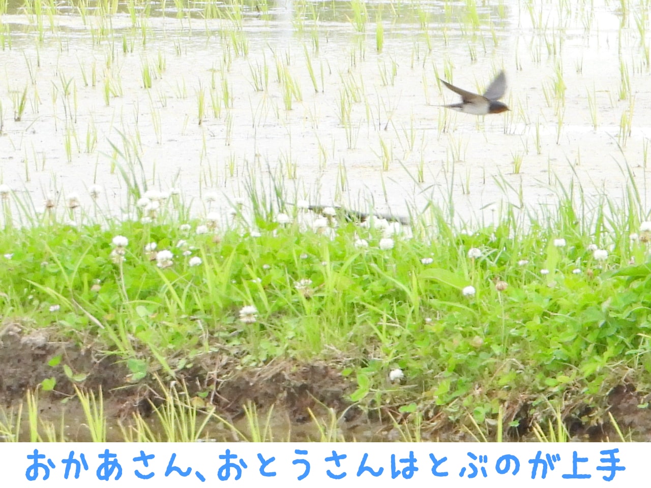 田んぼを飛ぶツバメの親鳥の写真