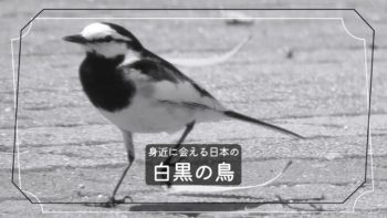 日本の緑色の鳥たち5種類+2種類を写真付きで紹介！