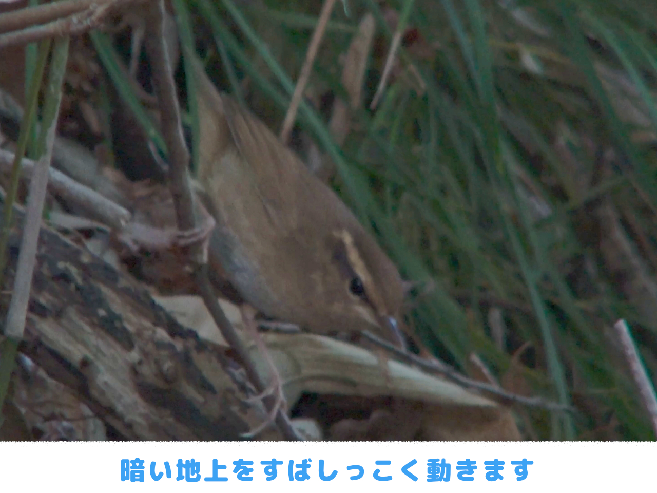 暗い地上を歩き回るヤブサメの画像