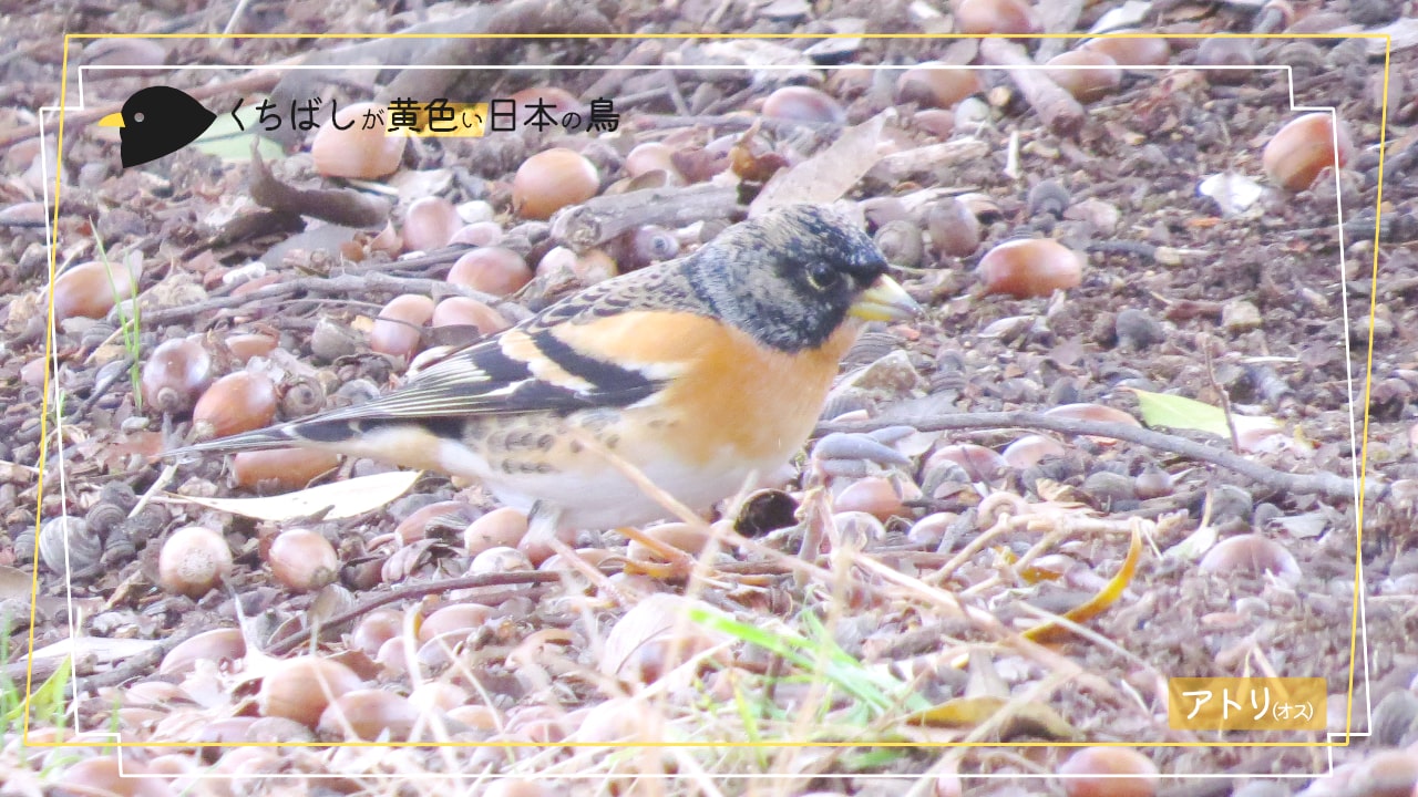 日本にいる くちばしが黄色い鳥13種 を写真付きで紹介します