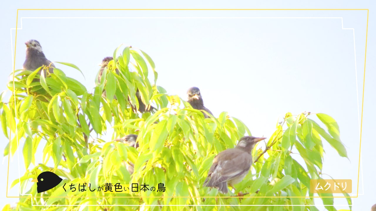 日本にいる くちばしが黄色い鳥13種 を写真付きで紹介します