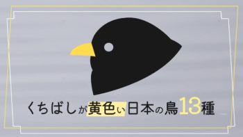 日本にいる【くちばしが黄色い鳥13種】を写真付きで紹介します！