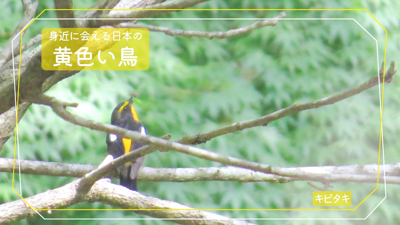 身近に会える黄色い鳥「キビタキ」のオスの写真