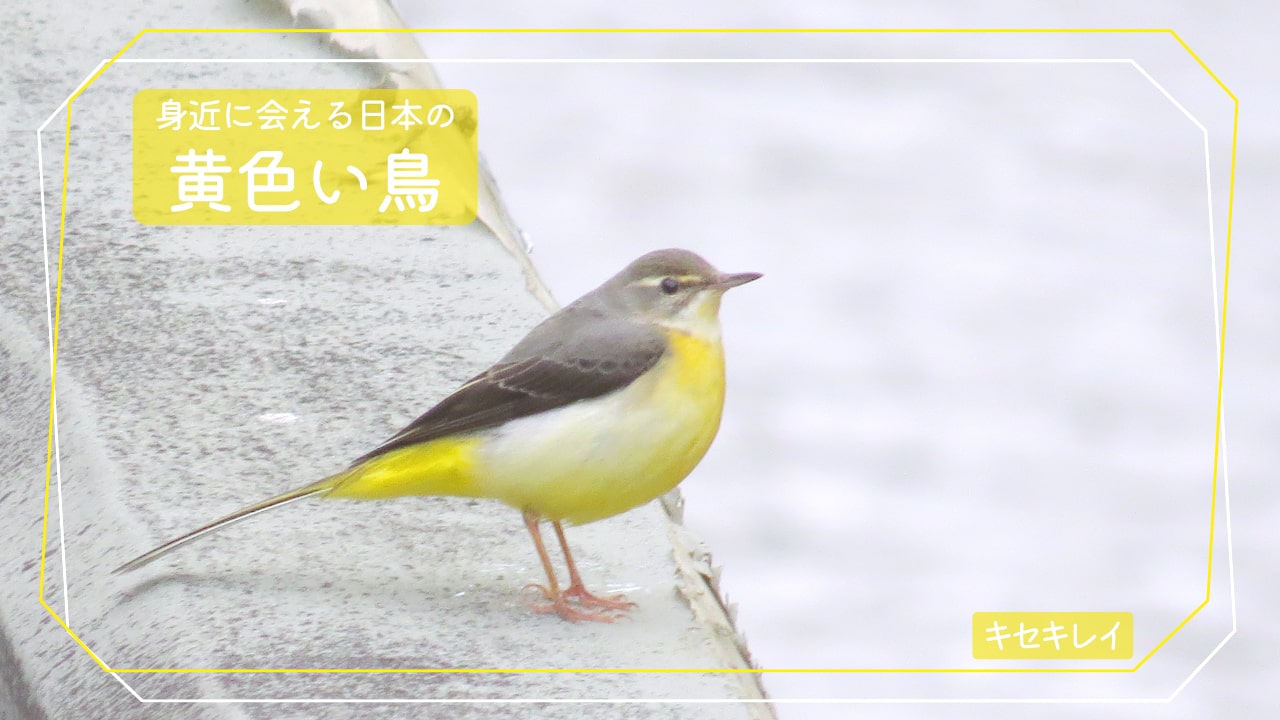 身近に会える黄色い鳥「キセキレイ」の写真