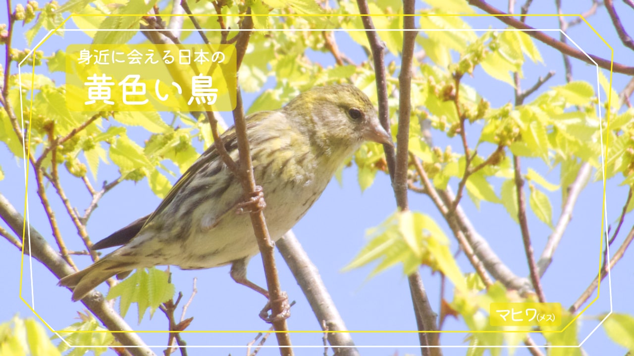 身近に会える黄色い鳥「マヒワ」のメスの写真