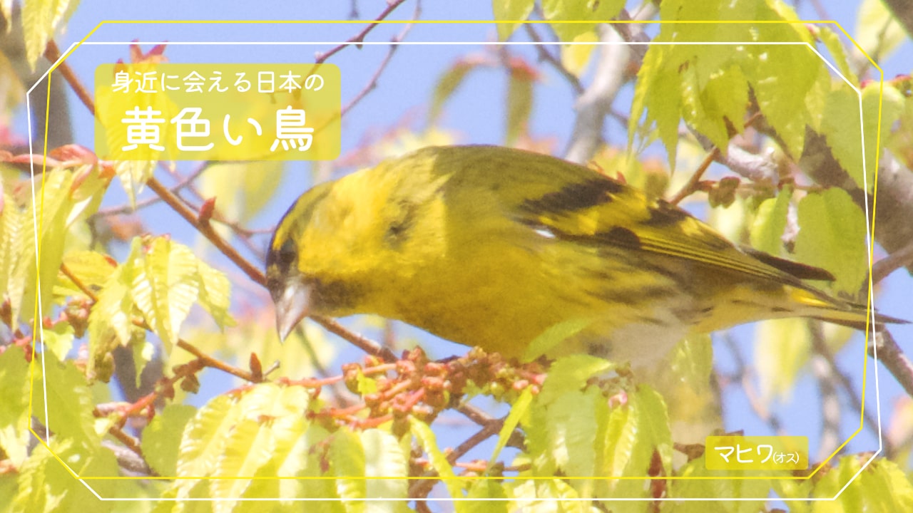 身近に会える黄色い鳥「マヒワ」のオスの写真