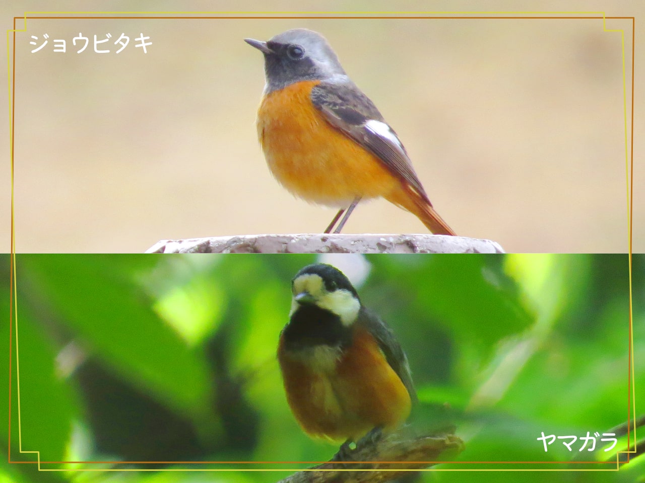 ヤマガラとヤマガラに似ている鳥ジョウビタキを見比べた写真